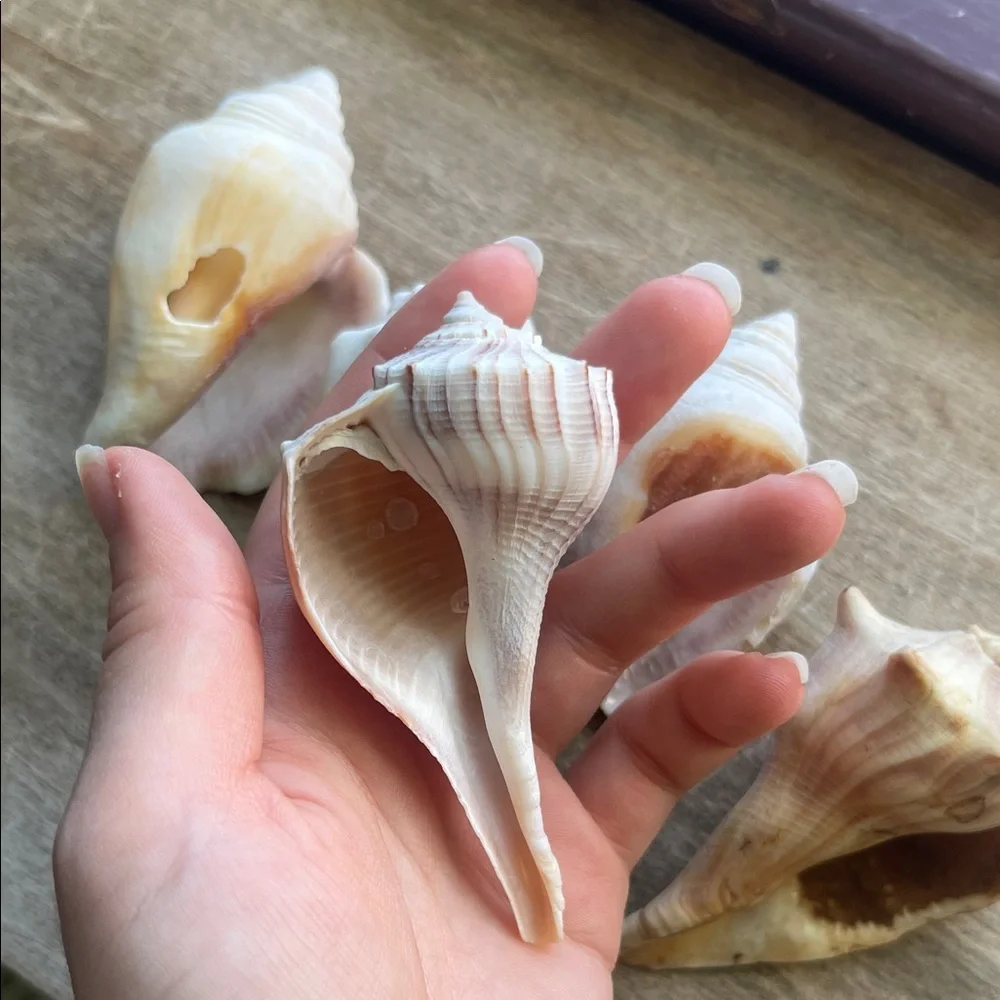 Natural Seashell Collection - Picture 8 of 8